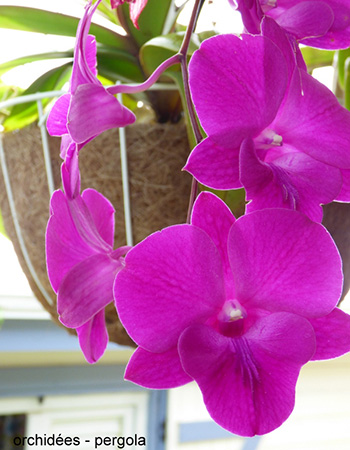 orchidee-pergola-gite.jpg