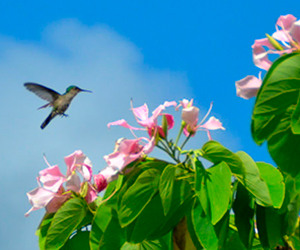 colibri bauhinia